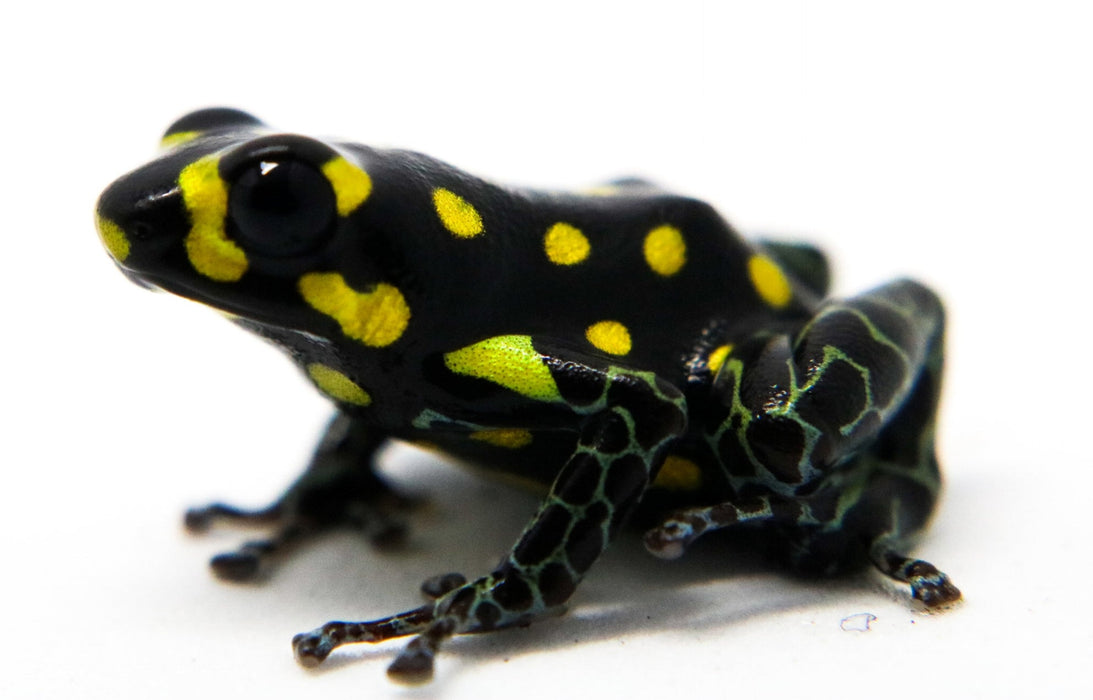 Ranitomeya vanzolinii Tadpole