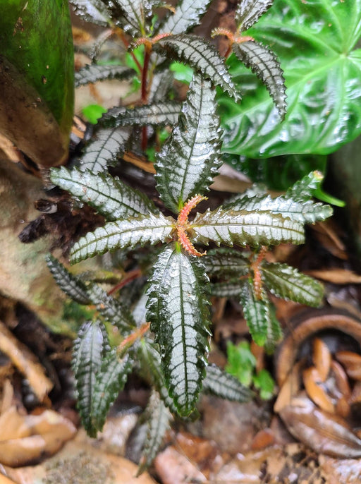 Pilea sp. Dark Mystery