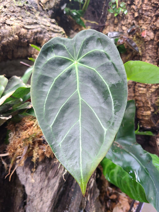 Anthurium magnificum x forgetii