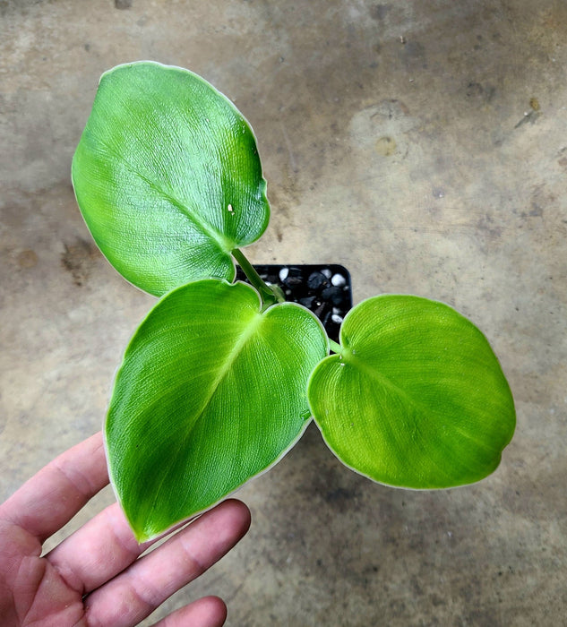 Philo Rugosum Philodendron rugosum — FrogDaddy