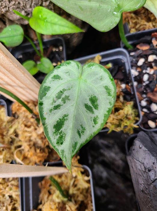 Anthurium crystallinum x (Silver / Silver Hope)