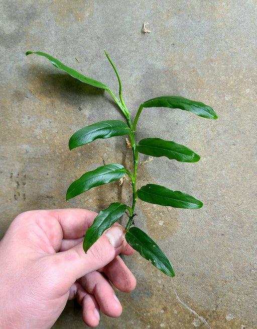 Philodendron sect. pteromischum "Costa Rica"