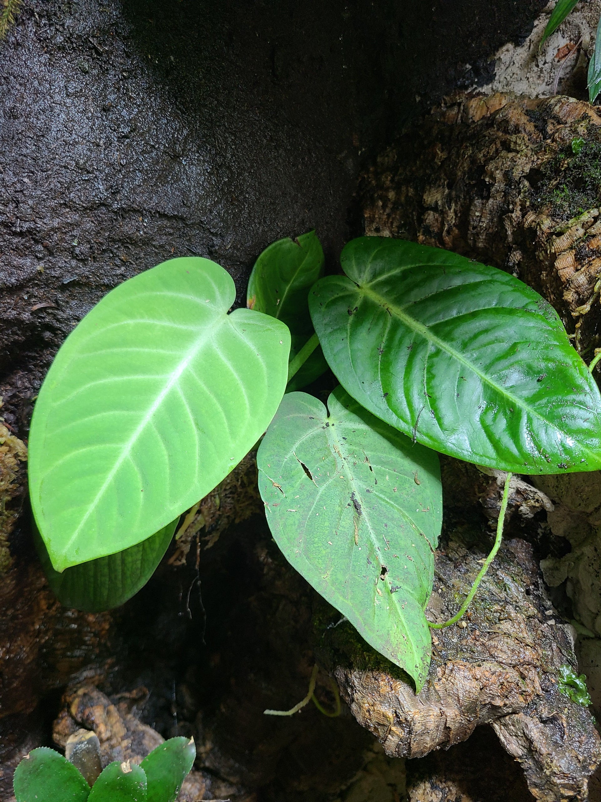 philodendron villenaorum Anthurium villenaorum Terrarium Plant