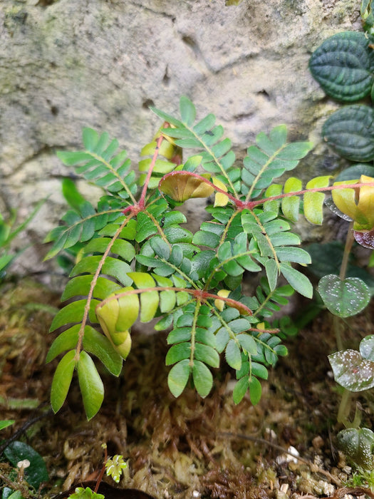 Biophytum sp. "Rob’s Violet Barn"