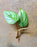 Philodendron sodiroi “Standard Form”