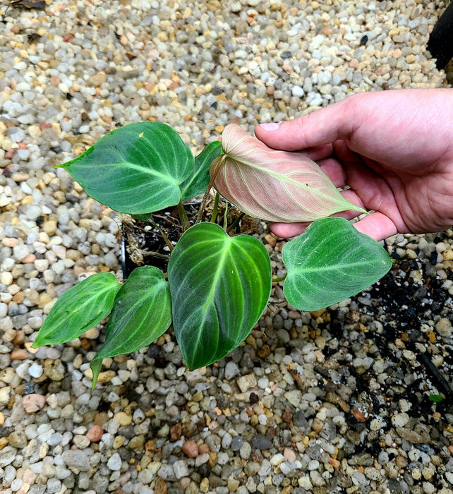 Philodendron El Choco Red