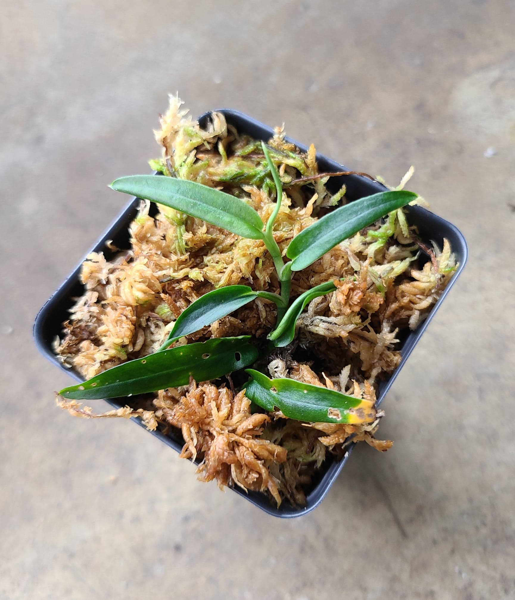 Rhaphidophora sp. Bejogai Dwarf Terrarium Plant | FrogDaddy