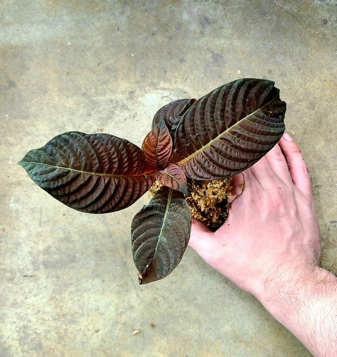 Hoffmannia refulgens x ghiesbreghtii