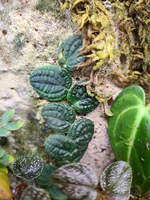 Rhaphidophora verstegii (Piper clypeatum)