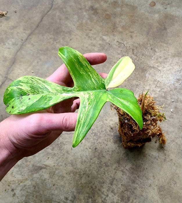 Philodendron "Florida Beauty"