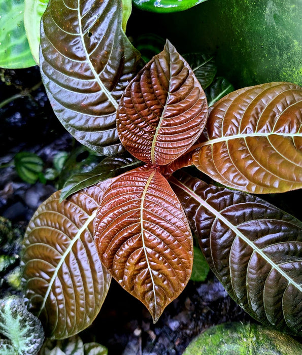 Hoffmannia refulgens x ghiesbreghtii