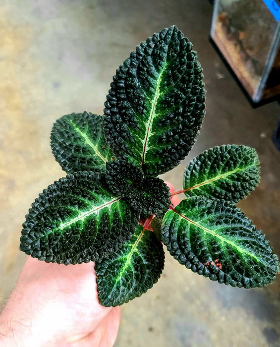 Nautilocalyx sp. (Episcia hibrida Taisha)