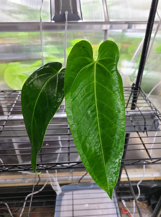 Anthurium warocqueanum x waterburyanum