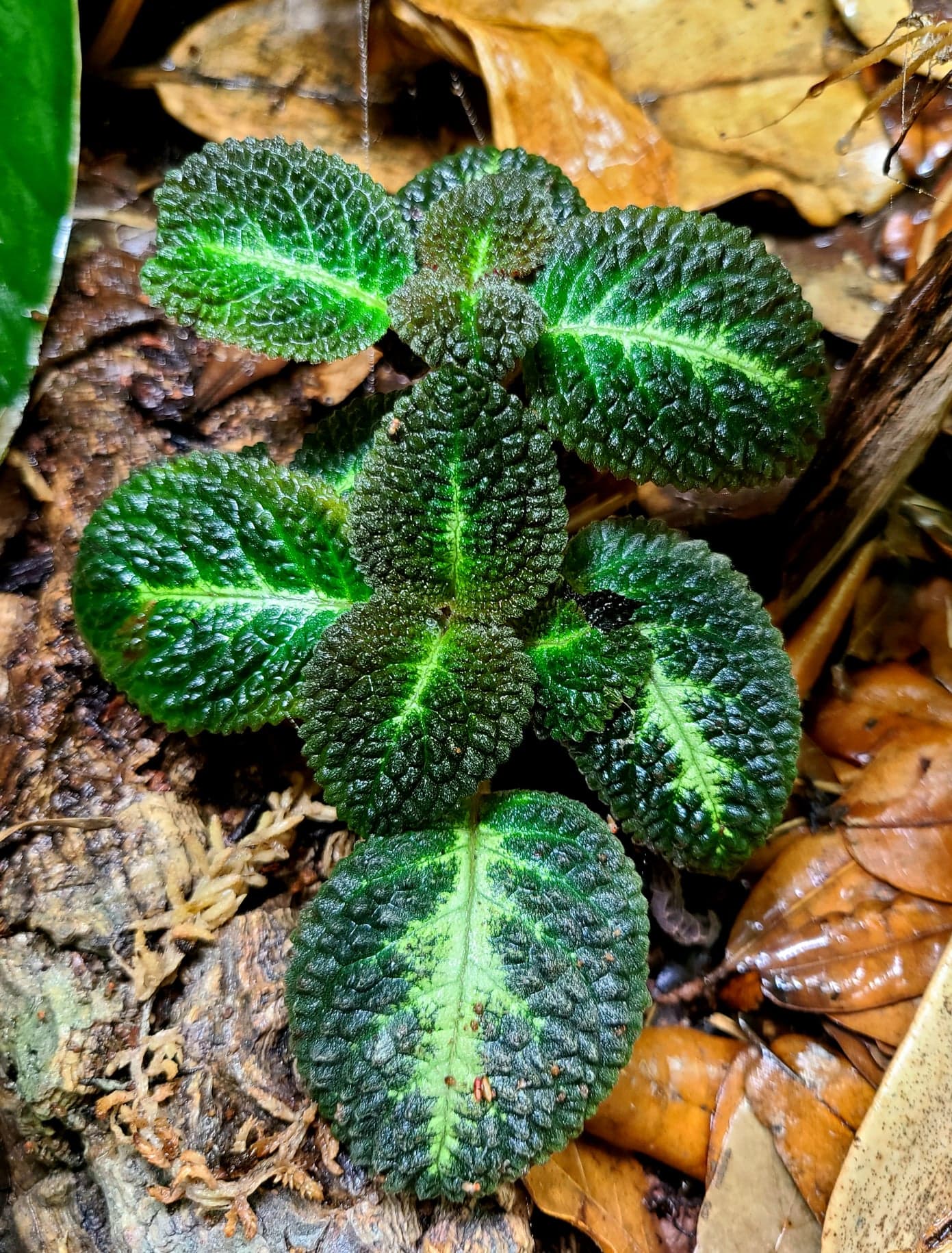 Nautilocalyx – FrogDaddy