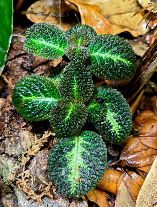 Nautilocalyx sp. (Episcia hibrida Taisha)