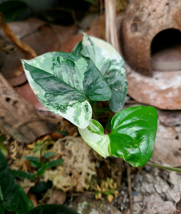 Syngonium podophyllum "Albo-variegata"