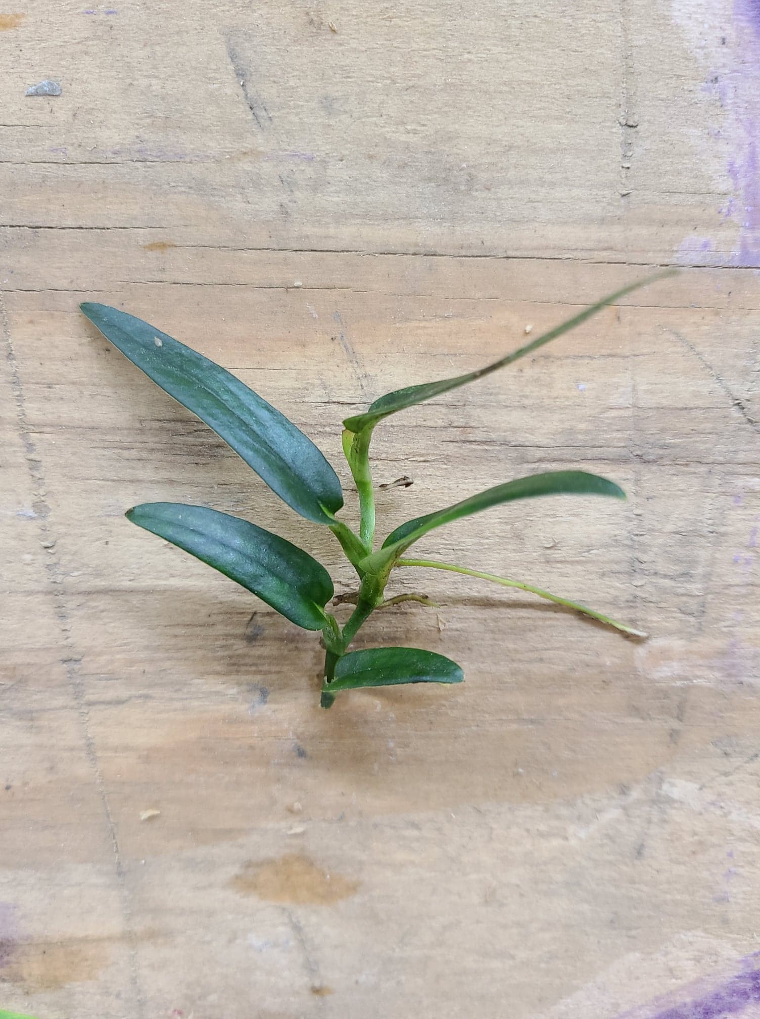 Rhaphidophora sp. Bejogai Dwarf Terrarium Plant | FrogDaddy