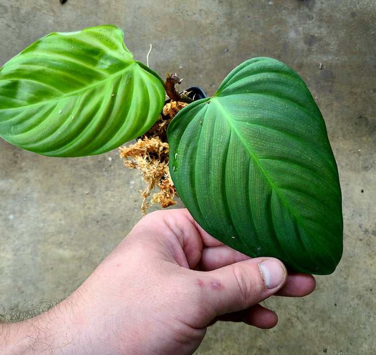 Philodendron sp. "Fuzzy Petiole"