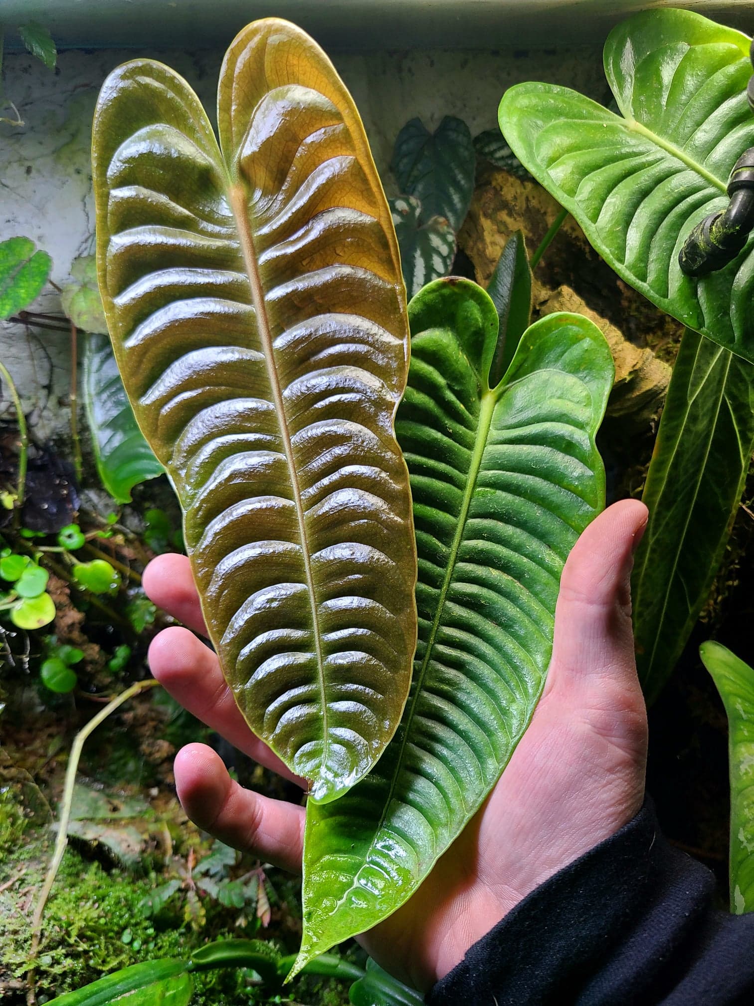 アンスリウム ベイチー ナロー Secret Bazaar | _ 『 アンスリウム・ベイチー スーパーナロー