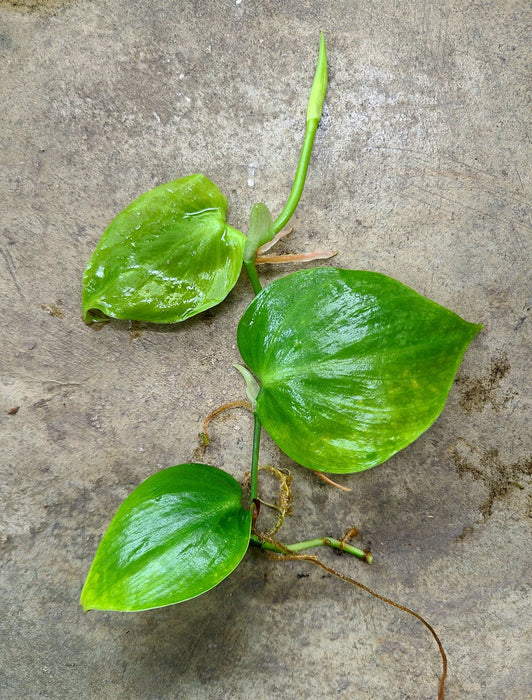 Philodendron sp. Shingling