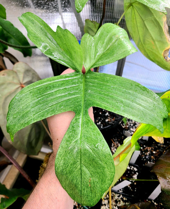 Philodendron "Florida Green”