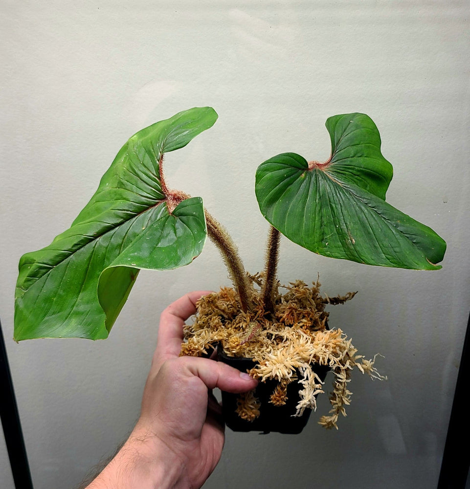 Philodendron squamicuale