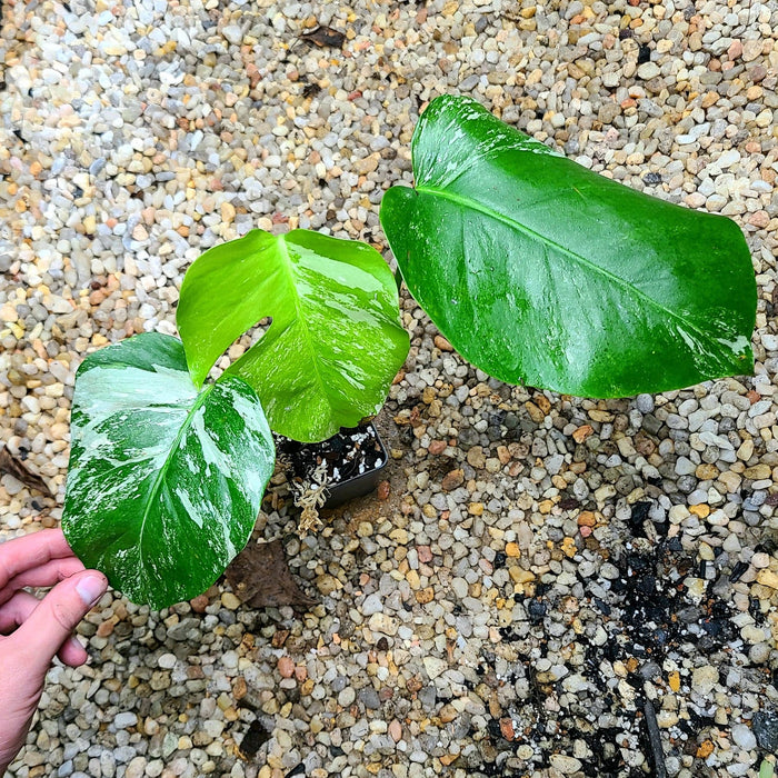 Monstera deliciosa Albo Variegata var. Small Form