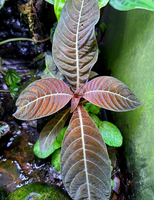 Hoffmannia refulgens x ghiesbreghtii