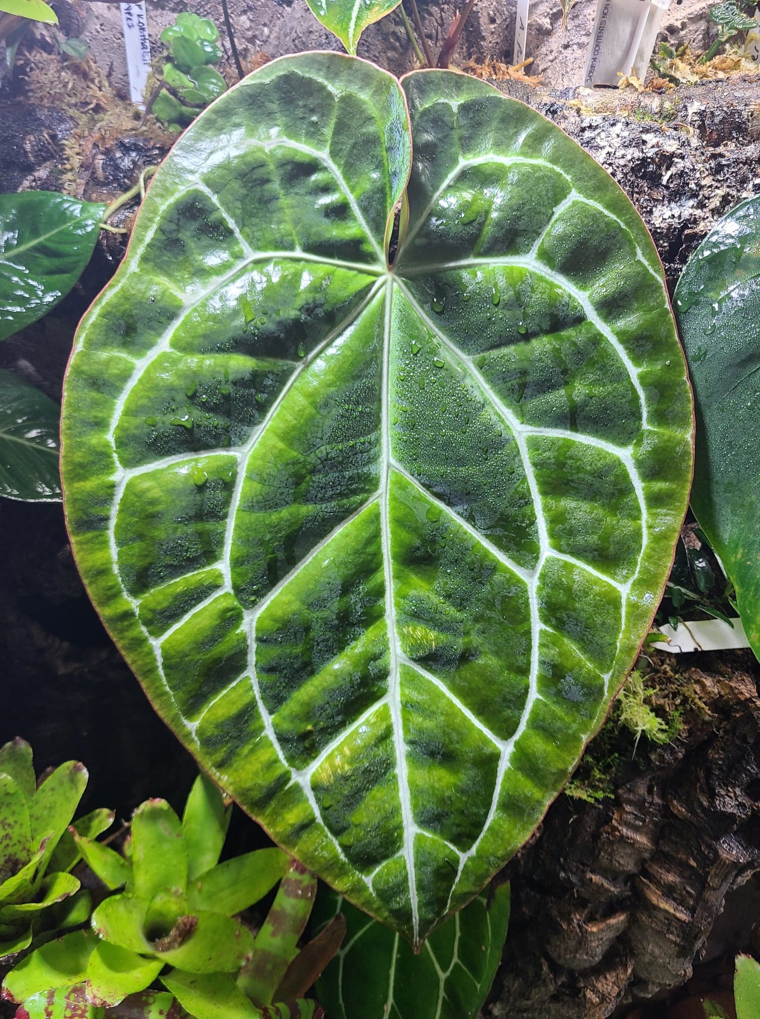 Anthurium crystallinum Terrarium Plant | FrogDaddy