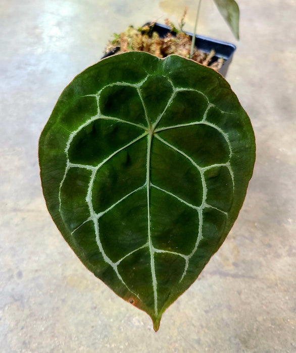 Anthurium forgetii "Silver Form"