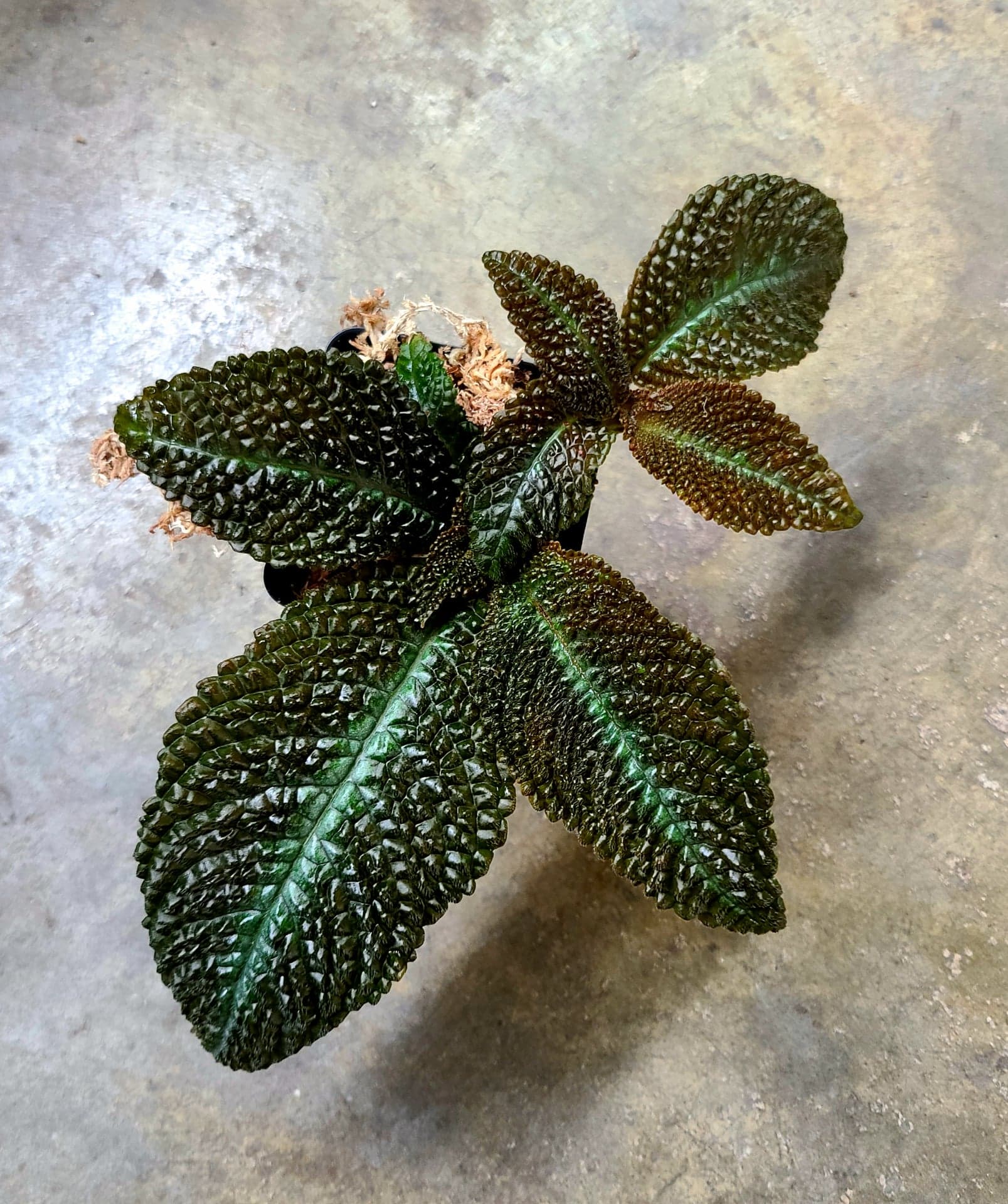 Nautilocalyx – FrogDaddy