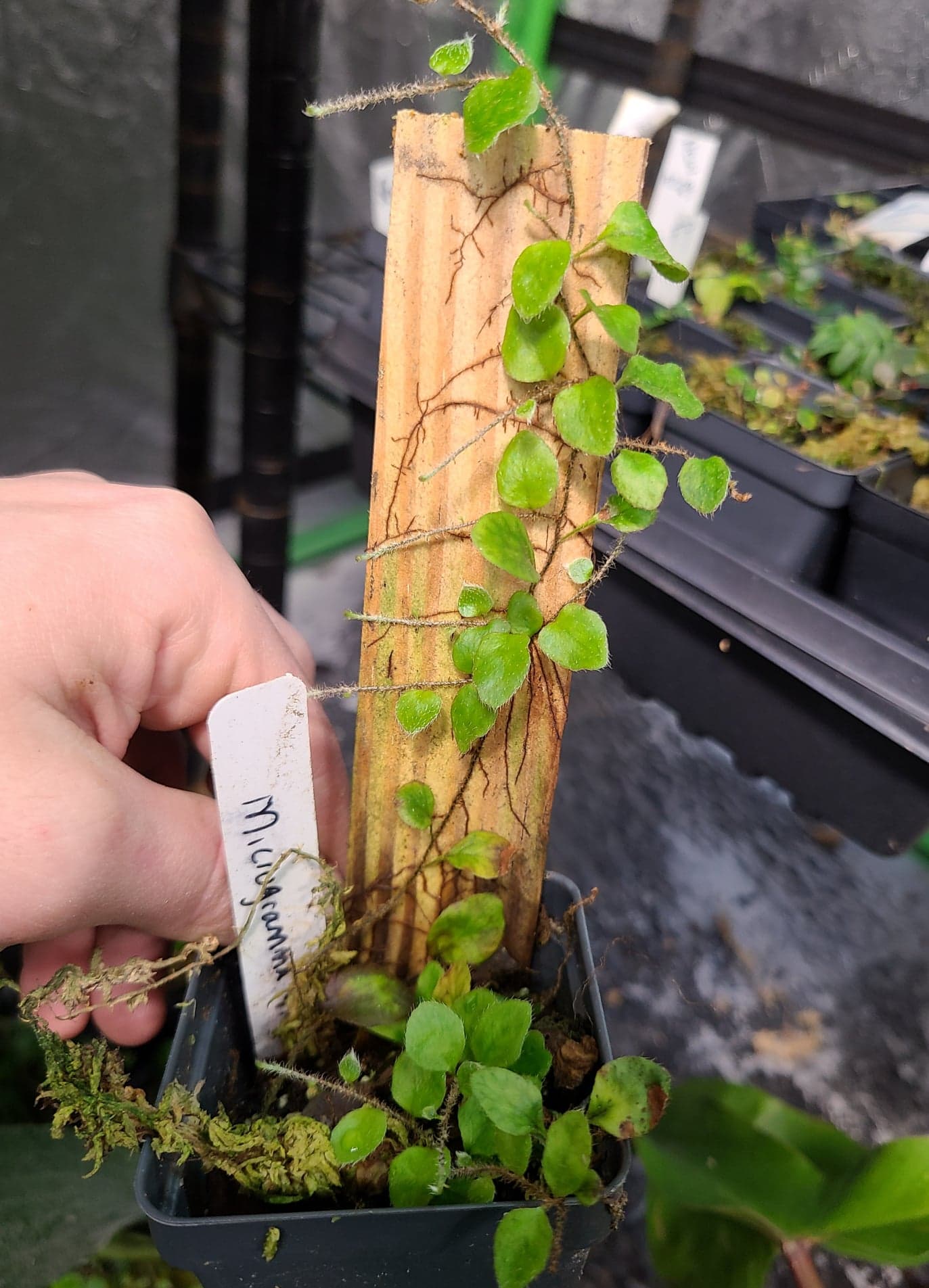Microgramma sp #3 Terrarium Plant | FrogDaddy