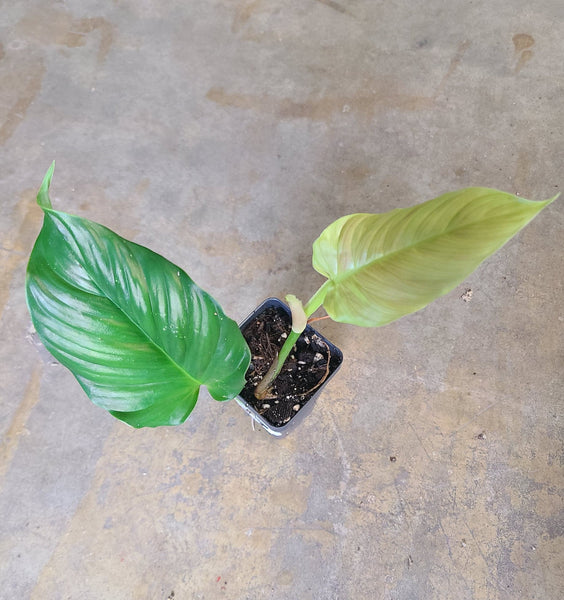 philodendron alatiunium Philodendron alatiundulatum