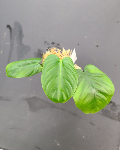 philodendron tenuipes Philodendron tenue "Type" Terrarium Plant
