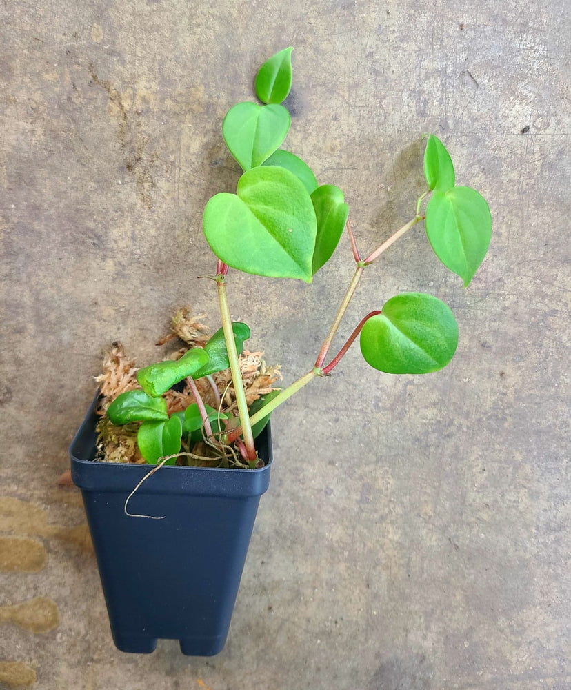 Peperomia scandens