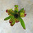 Neoregelia "Cheers"