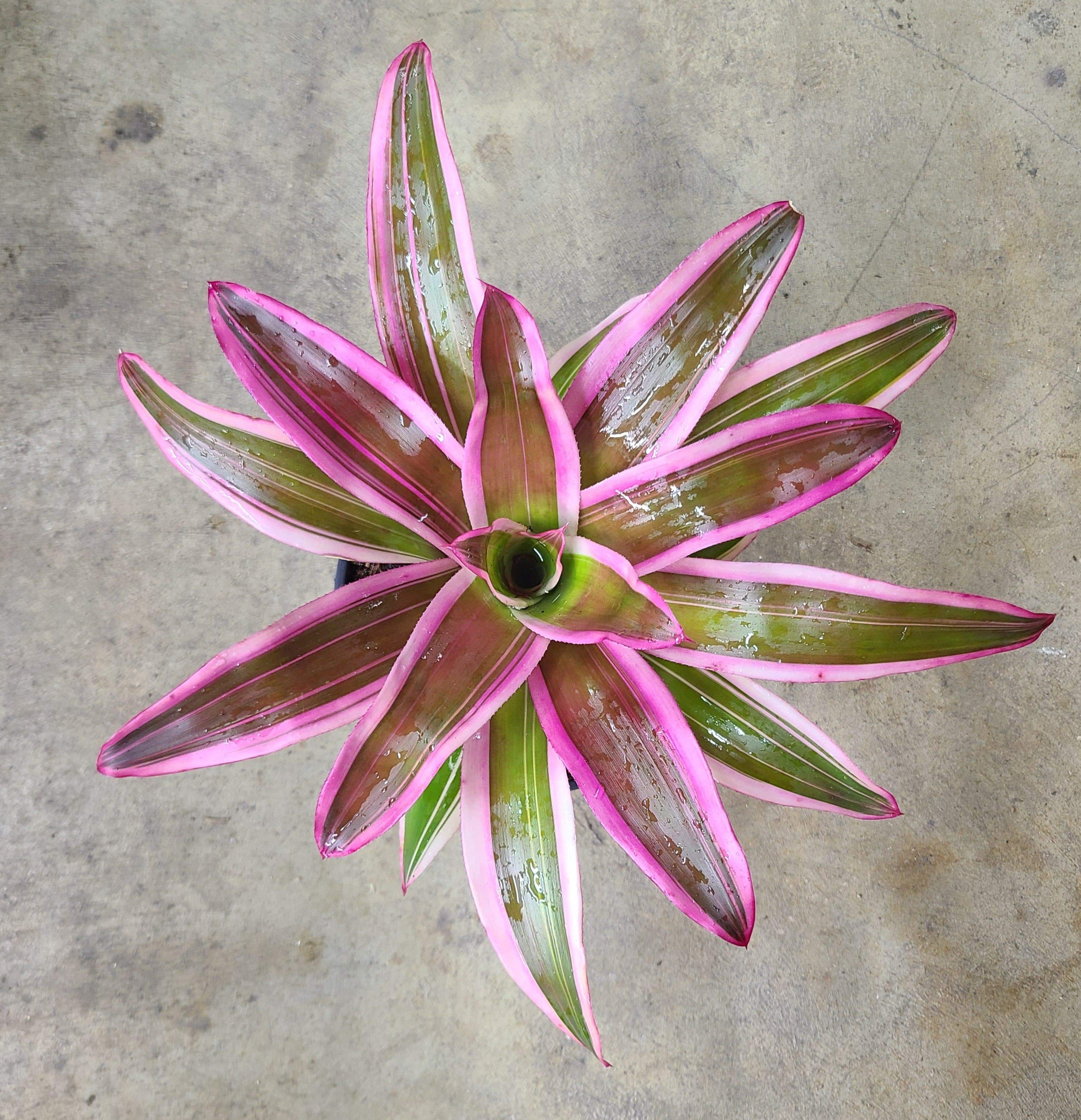 160219516_910508016366774_4054