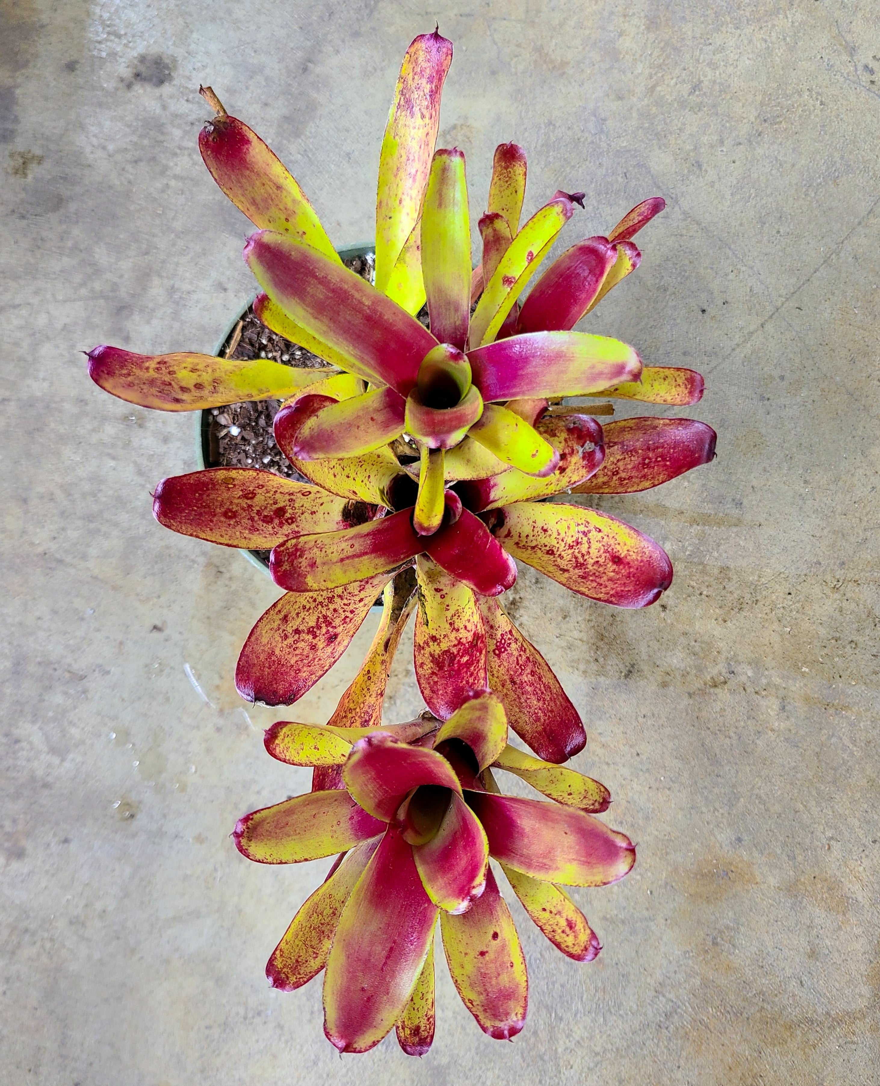 Neoregelia 