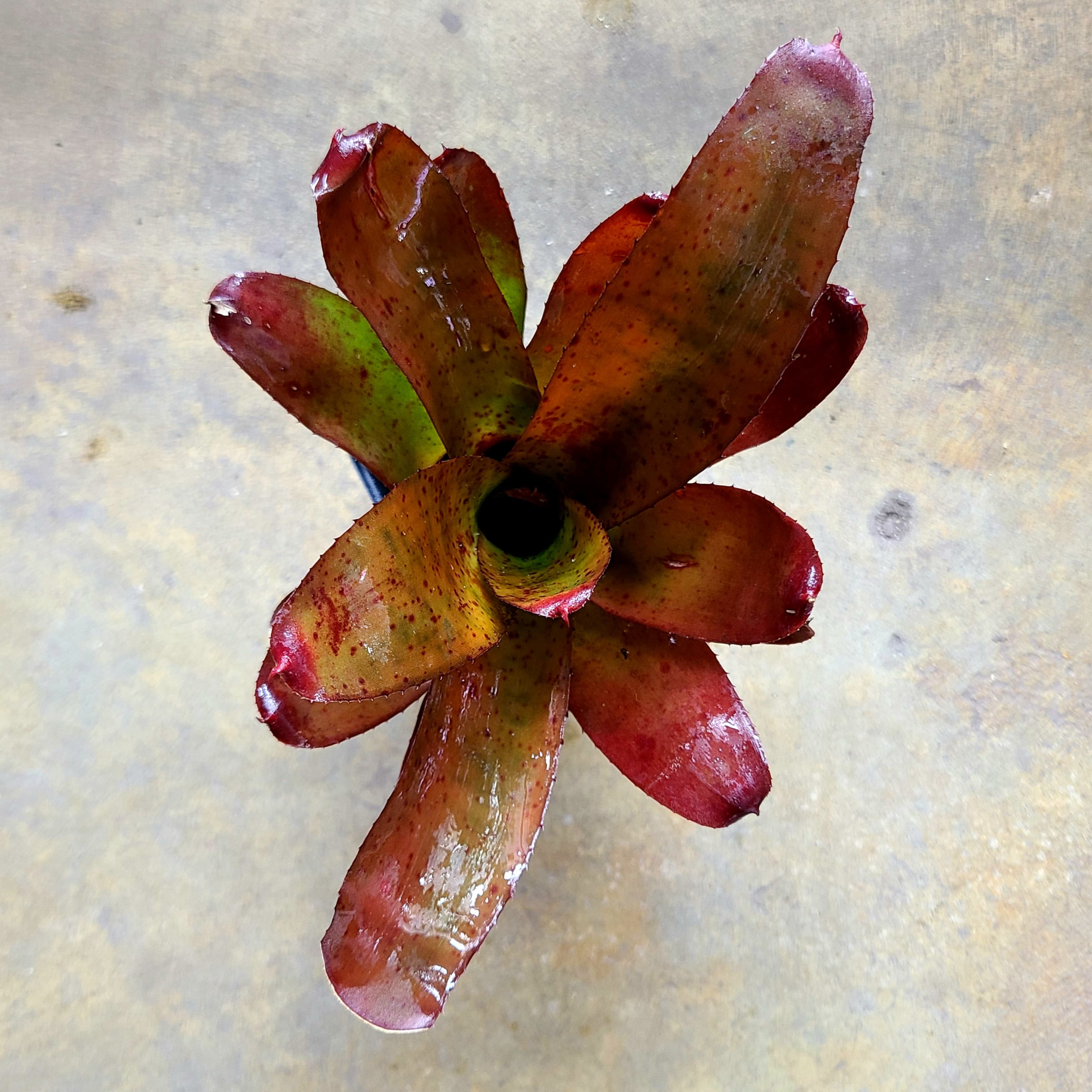Neoregelia olens 子株 Neoregelia 