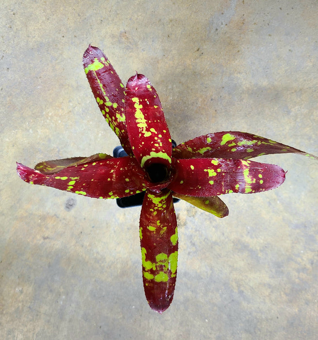 Neoregelia "Paprika"