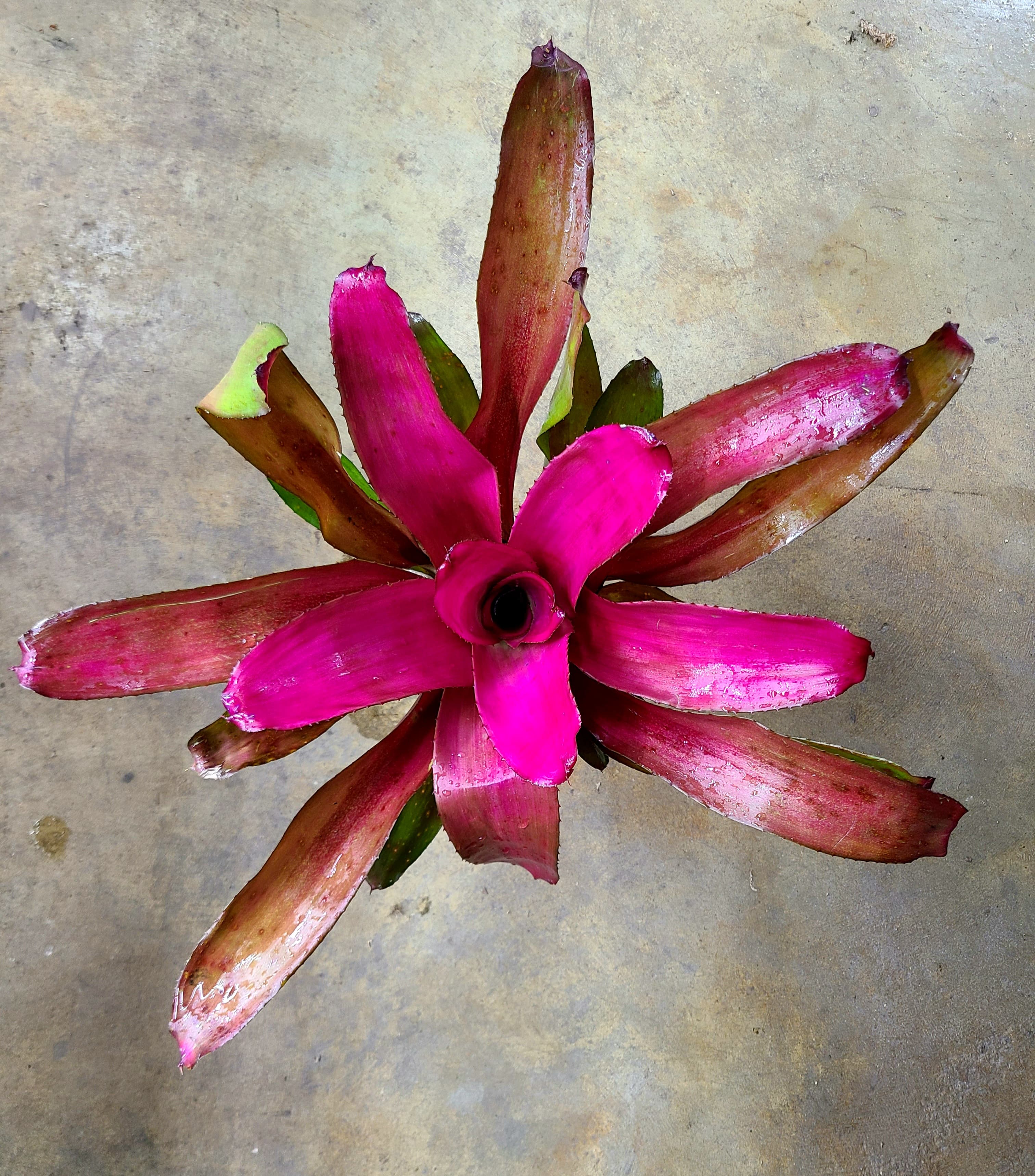 Neoregelia 