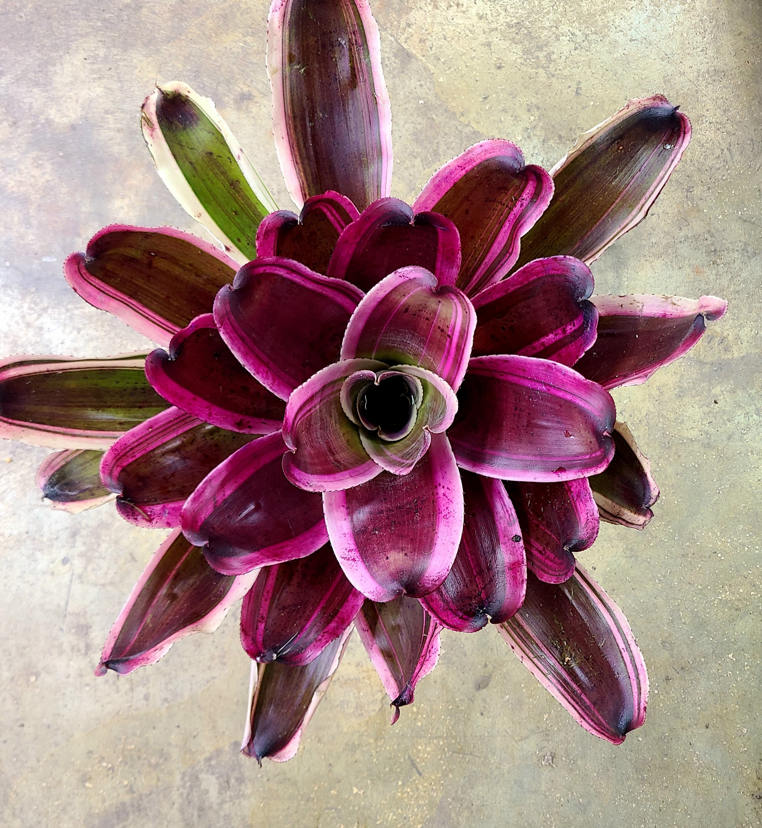 Neoregelia 'Shocking Pink' Albo Marginated - Bromeliad Paradise