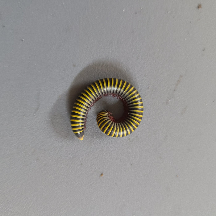 Anadenobolus monilicornis (Bumblebee Millipede)