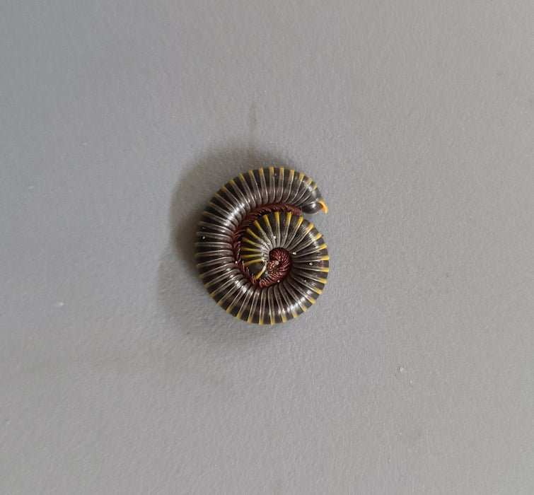 Anadenobolus monilicornis (Bumblebee Millipede)