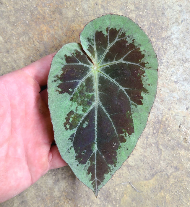 Begonia burkilii "Silver Form"