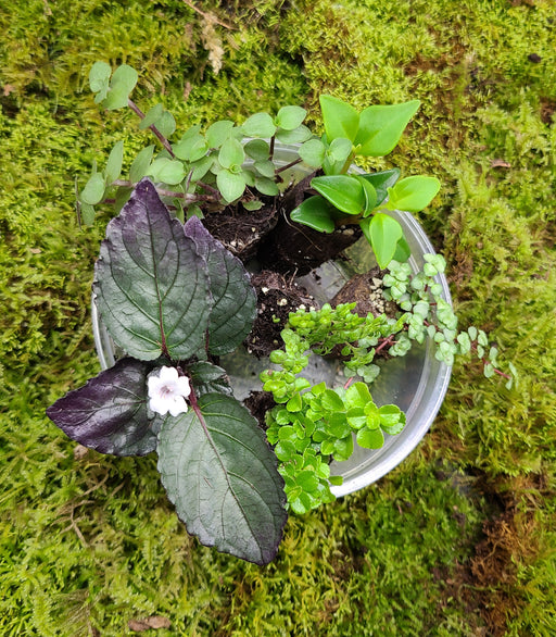 Small Terrarium Plant Bundle (6 Small Starter Plugs)