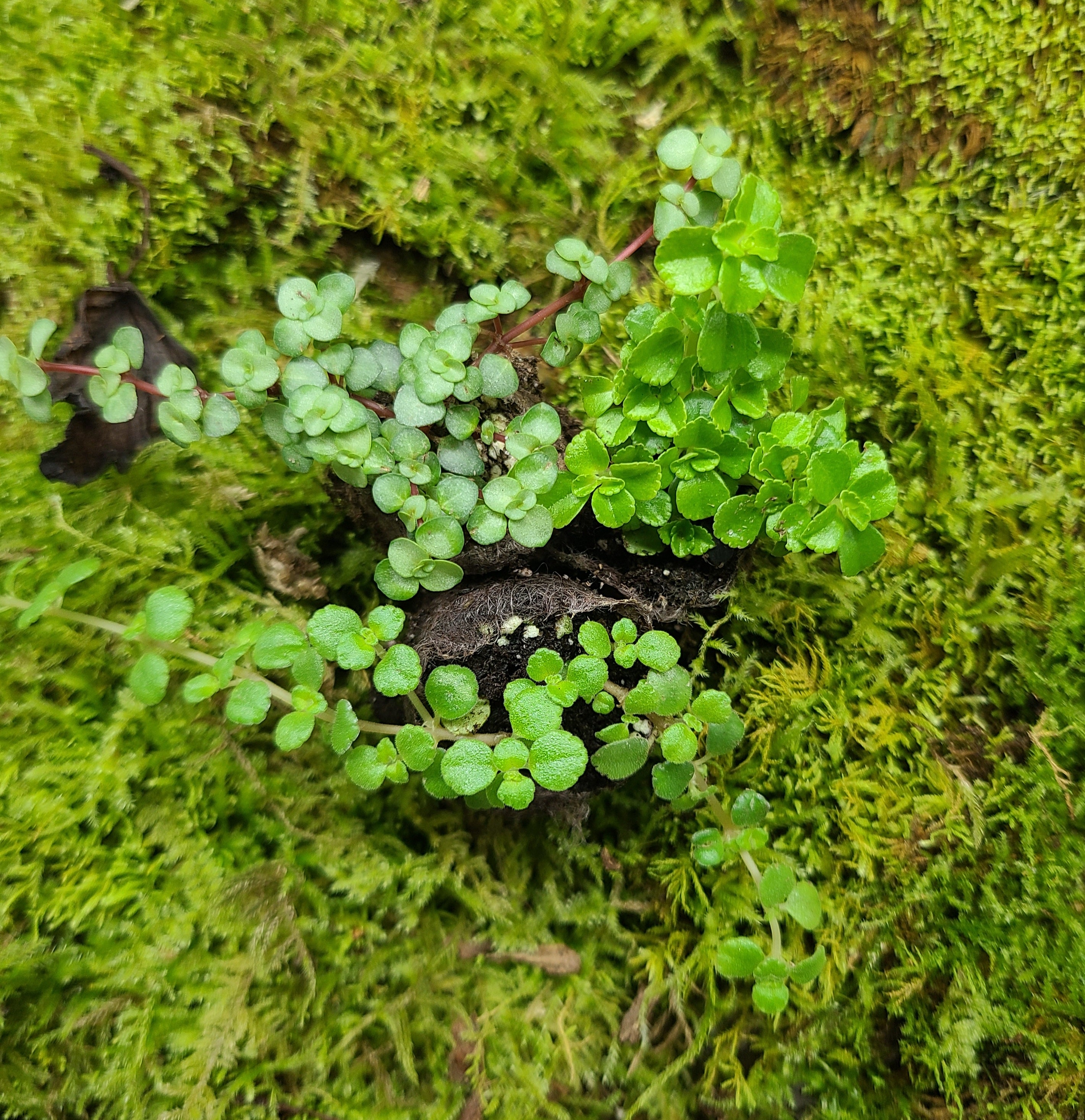 Ground Cover Combo Pack (3 Small Plugs) Terrarium Plant | FrogDaddy