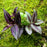 Tradescantia Combo Pack (3-4 types)