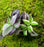 Tradescantia Combo Pack (3-4 types)