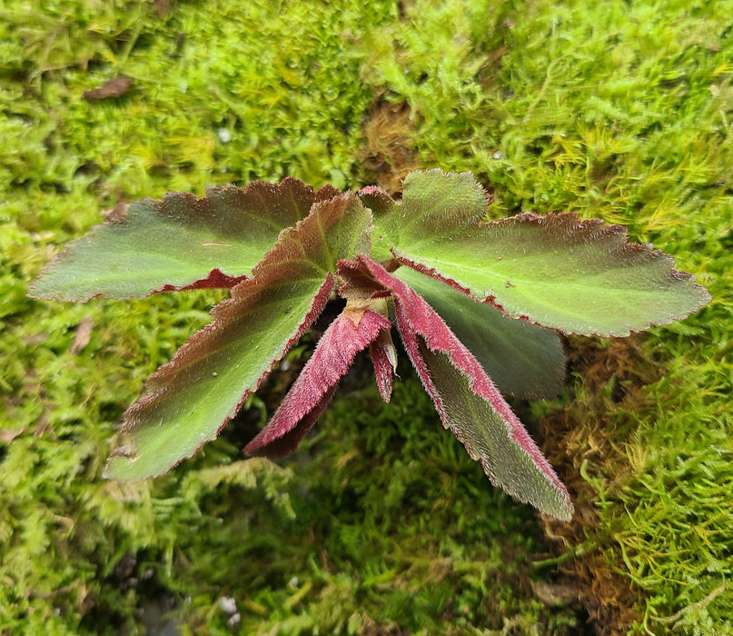 Begonia withlacoochee